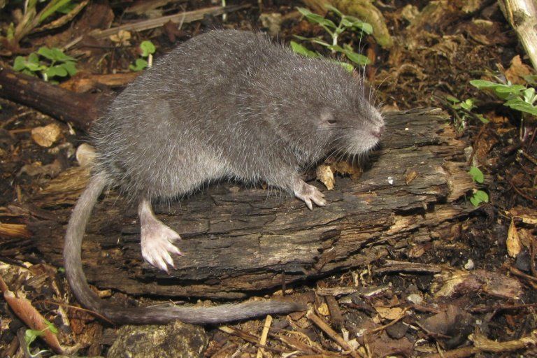 Descoberta de roedor semiaquático em Machu Picchu surpreende cientistas peruanos