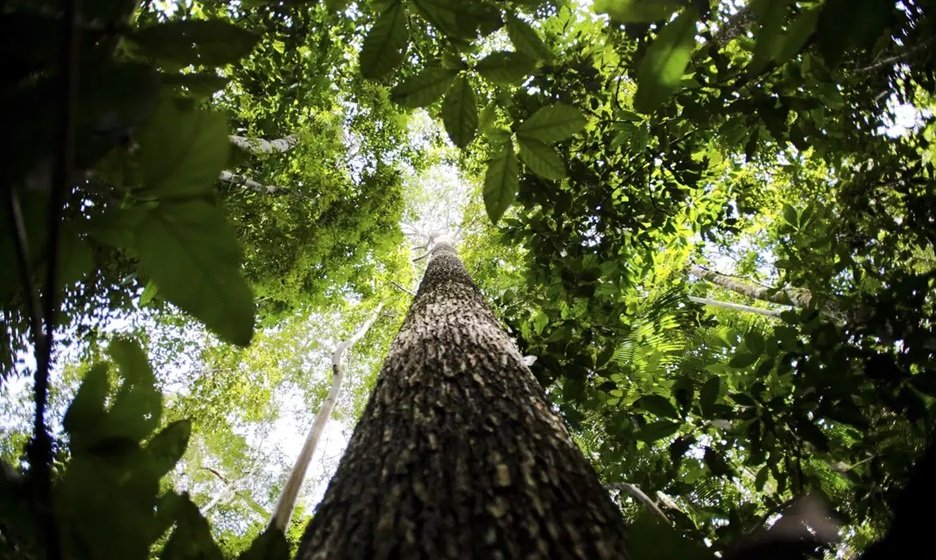 Veja 3 formas de investir no meio ambiente pela bolsa de valores