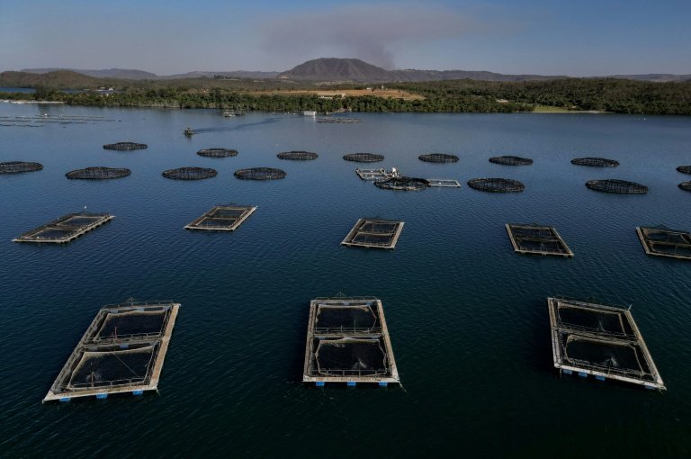 Setor do pescado no Brasil sofre como poucos com tarifaço de Trump
