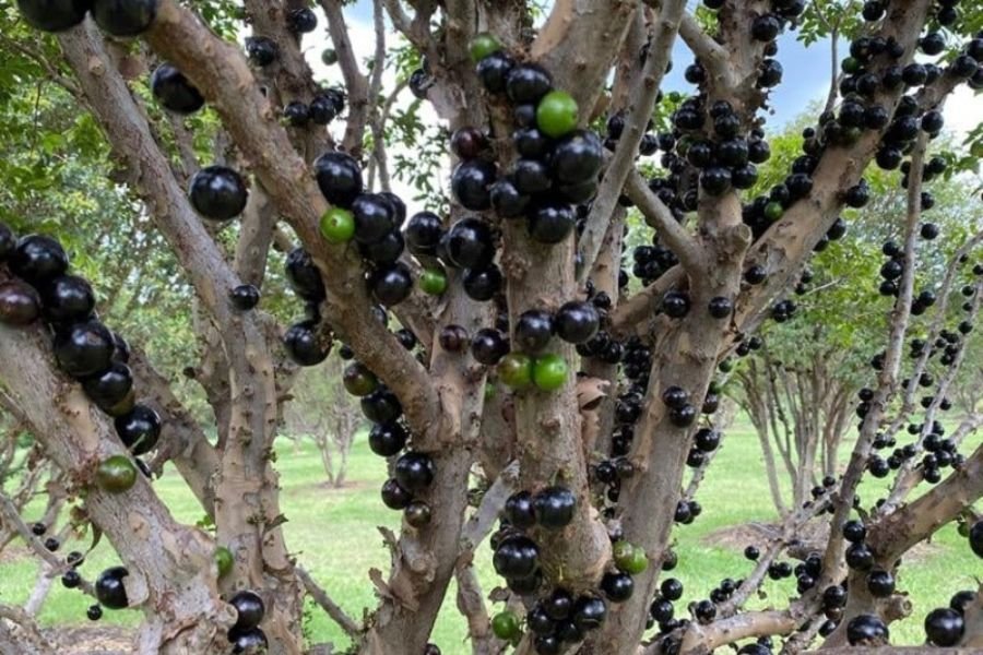 Jabuticaba