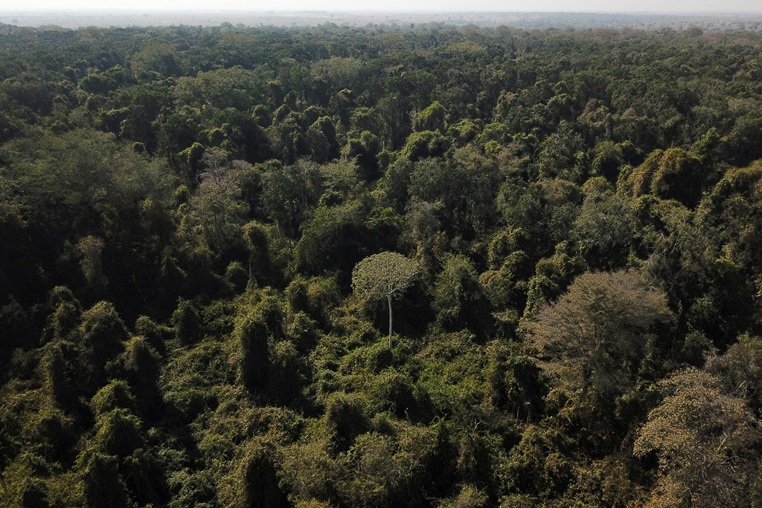 Governo brasileiro vai a Nova York em busca de aportes para fundo de florestas
