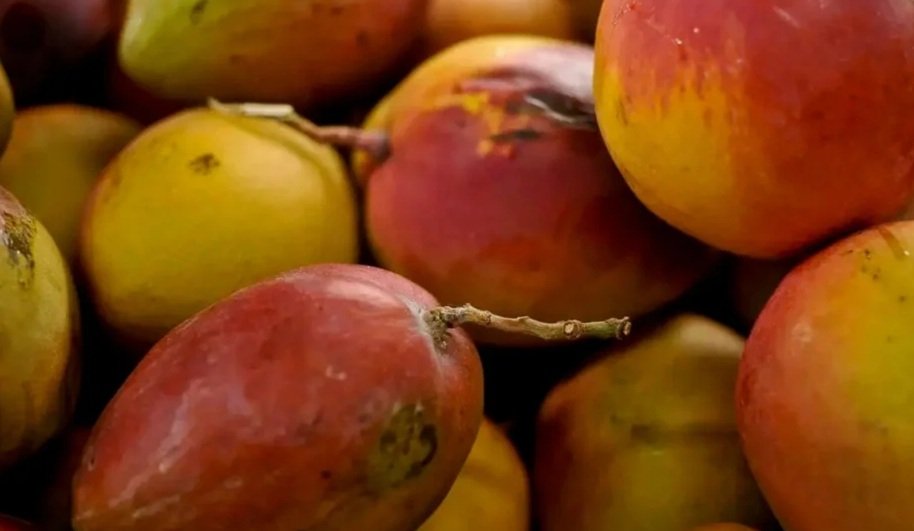 Com tarifaço nos EUA, produtores de frutas miram Europa