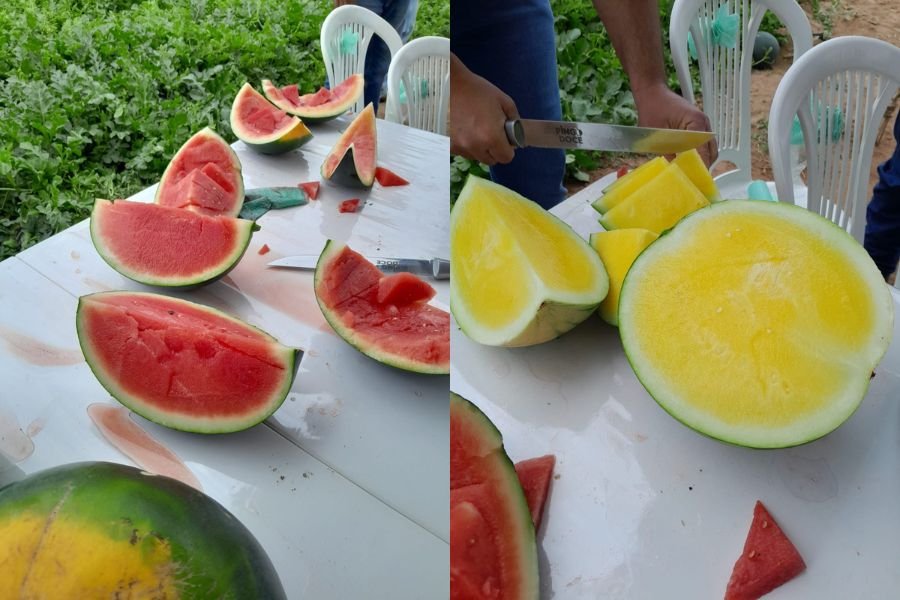 Melancia agora é pequena, sem semente e pode ser até amarela. E a responsável é a Basf