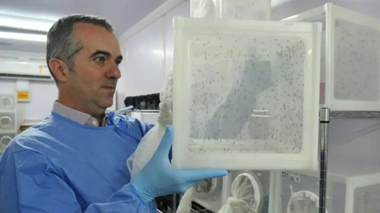 O cientista brasileiro Luciano Moreira lidera a maior fábrica de mosquitos do mundo (foto: Peter Ilicciev_WMP Brasil_Fiocruz)