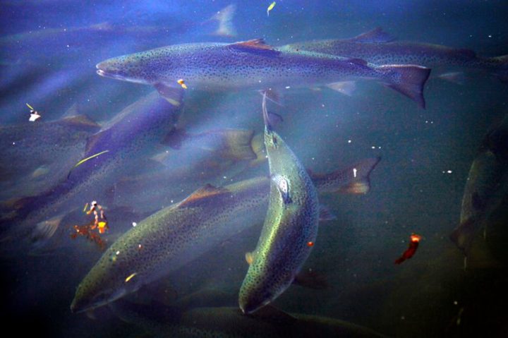 Criação de salmão da Huon Aquaculture jbs