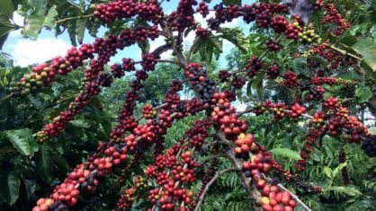 Café robusta atinge máxima de 4 anos na ICE, açúcar recua