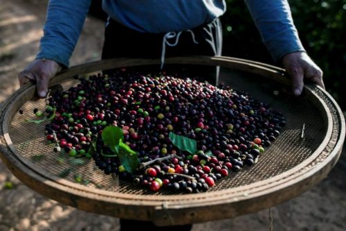 Advogados disseram à Reuters que esta é a primeira vez em décadas que dezenas de cafeicultores estão inadimplentes no Brasil