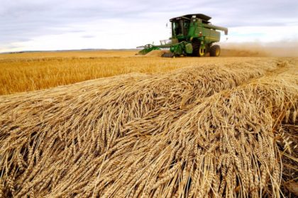 Na bolsa de Chicago, o contrato mais ativo do trigo fechou em queda de 35 centavos de dólar a 7,8750 dólares o bushel