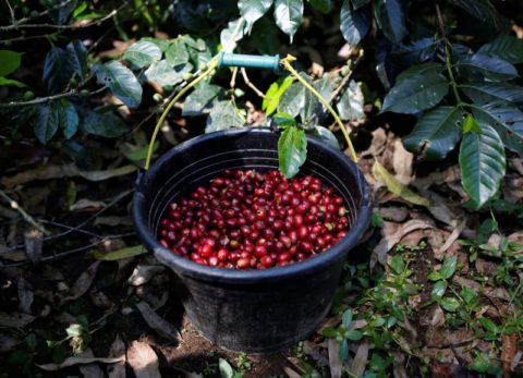 O café arábica para março fechou em alta de 2,6% a 2,4985 dólares por libra-peso, após subir anteriormente para 2,5085 dólares