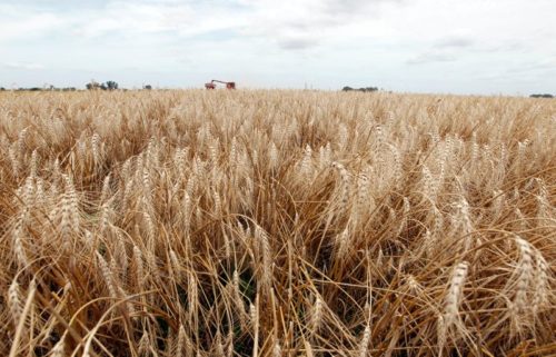 Os futuros de milho e soja se firmaram, recuperando-se da fraqueza noturna depois que o Departamento de Agricultura dos EUA