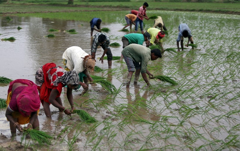 Produtores em campo de arroz em Ahmedabad, na Índia.
