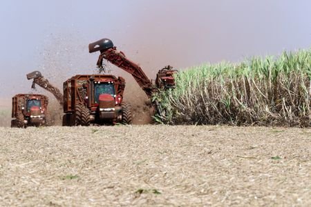 Máquina corta cana-de-açúcar em canavial da São Marrtinho em Pradópolis