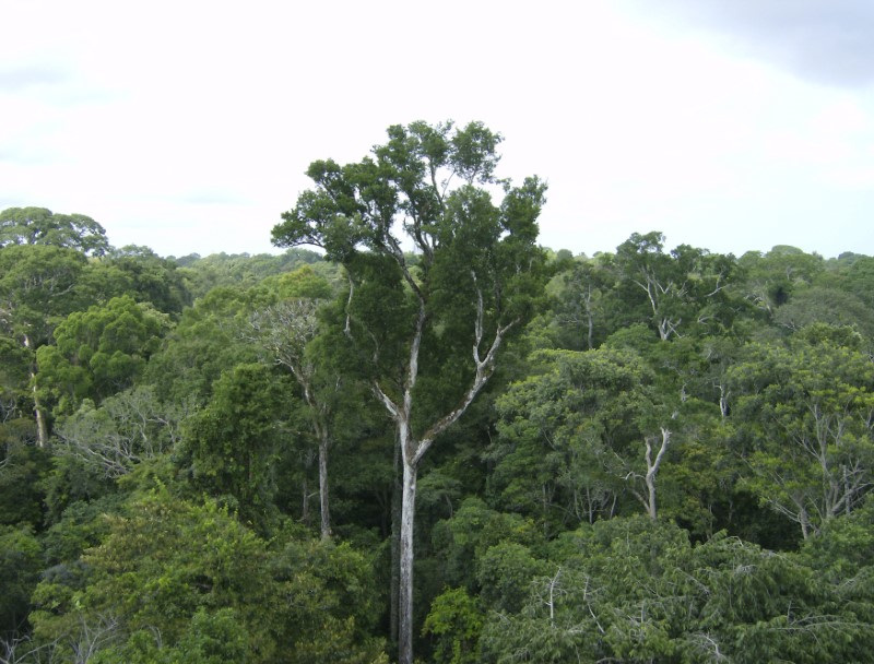 Os projetos de originação de créditos de carbono estão localizados nos biomas Amazônia e Cerrado