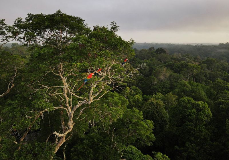 Vista de área da floresta amazônica, perto de Manaus