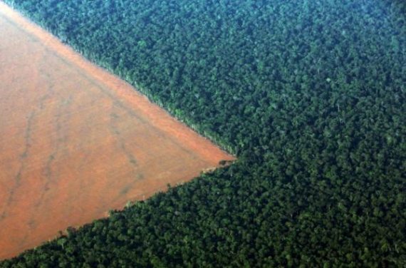 desmatamento anmazônia