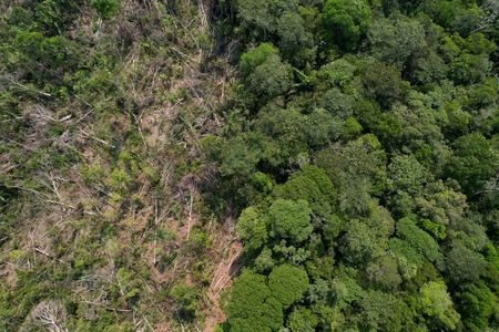 MPF entra com ação para anular contrato de R$ 1 bi de créditos de carbono do governo do Pará