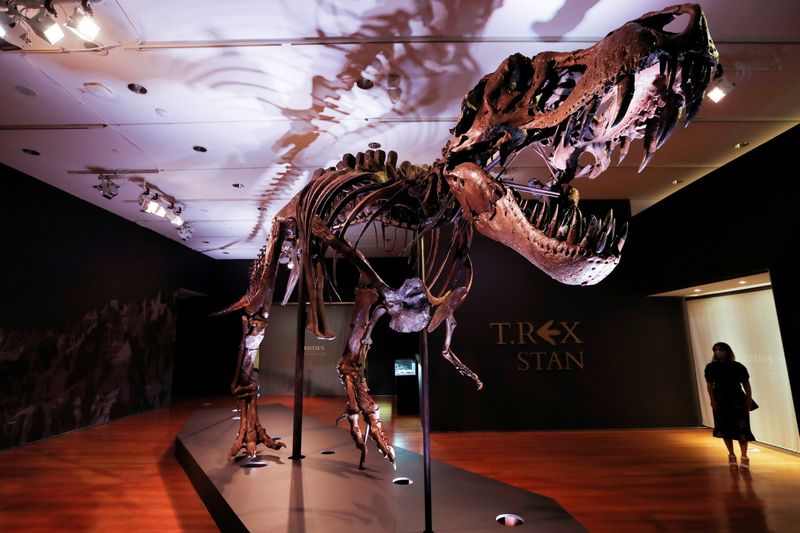 Pesquisadores revelaram o primeiro cálculo da população total de T-Rex durante os estimados 2,4 milhões de anos em que a espécie habitou a América do Norte