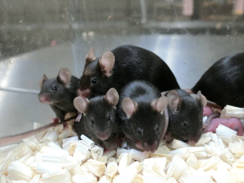 Filhotes de rato saudáveis gerados com esperma armazenado durante anos em órbita