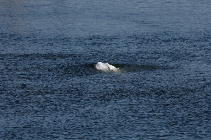 Baleia beluga