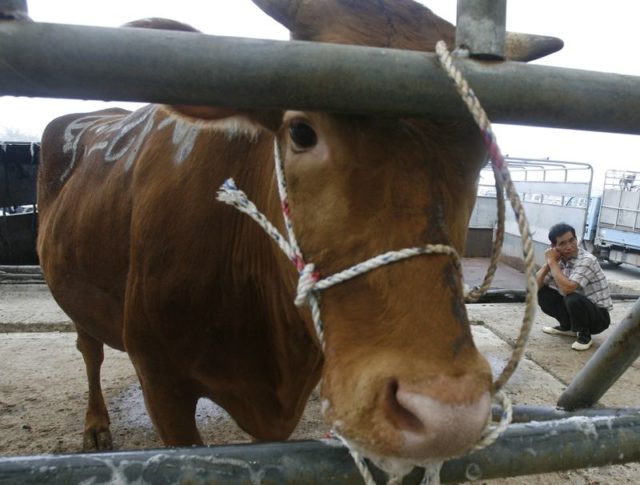 Caso de doença da vaca louca é descoberto na Holanda