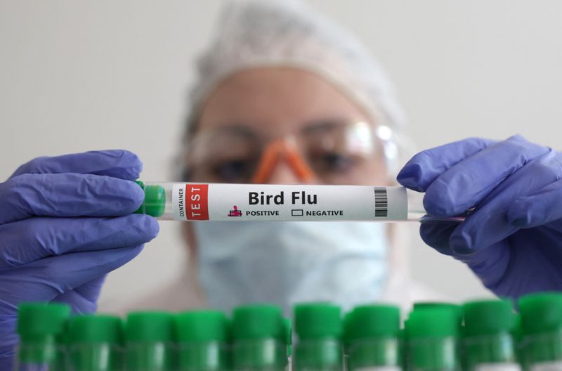 gripe aviária RS